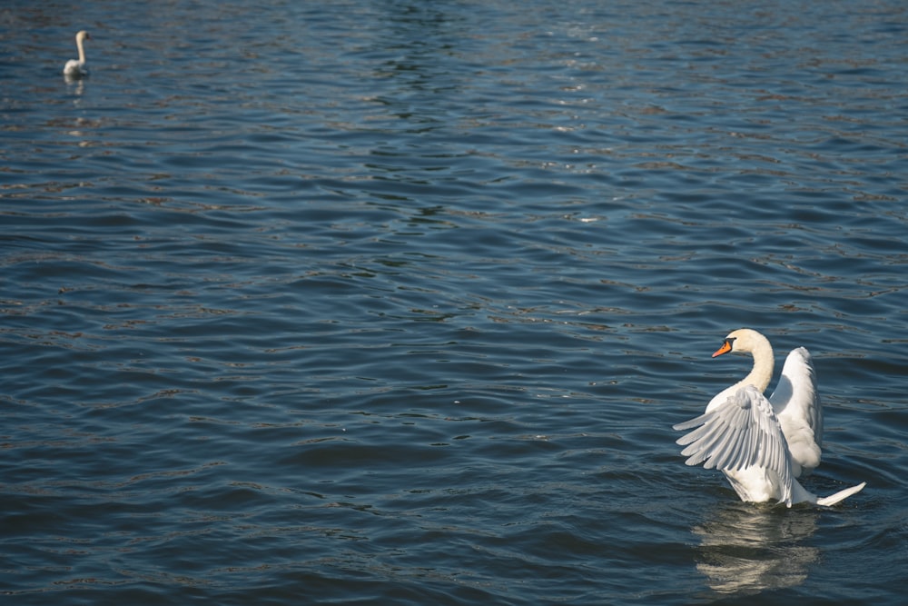 white bird flying over the sea during daytime