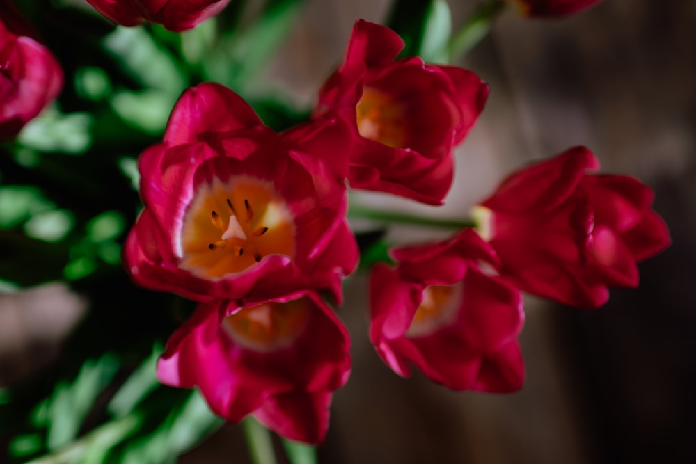 fiore rosso e giallo nell'obiettivo tilt shift