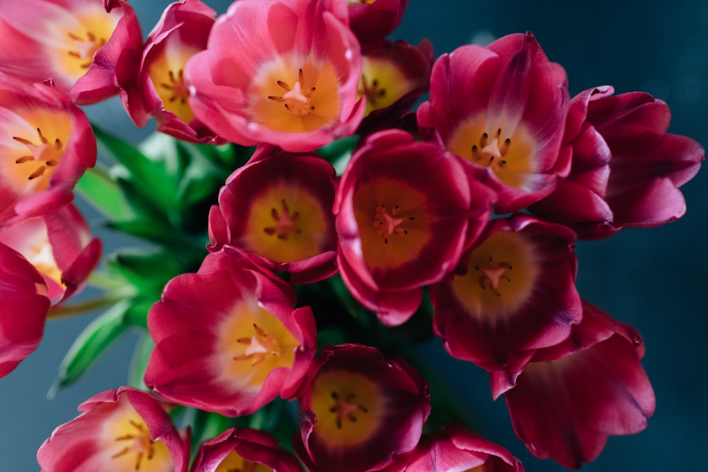 pink and yellow flowers in macro shot