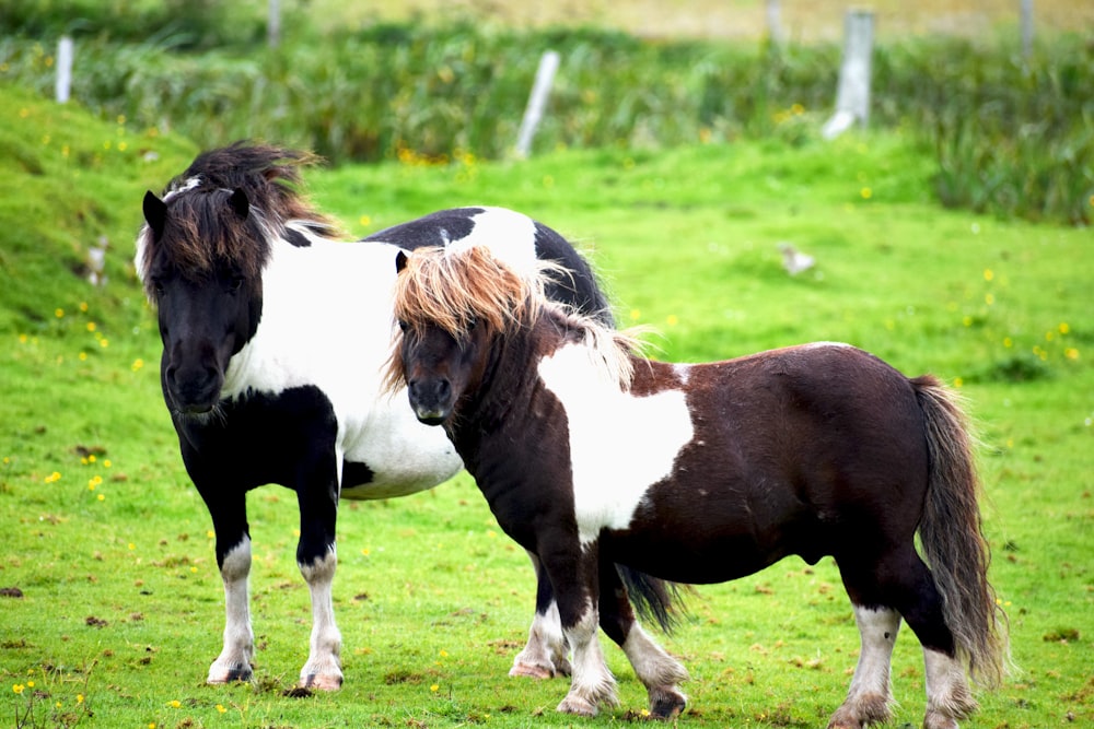 brown and white horse on green grass field during daytime