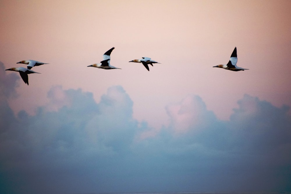 three white birds flying under blue sky during daytime