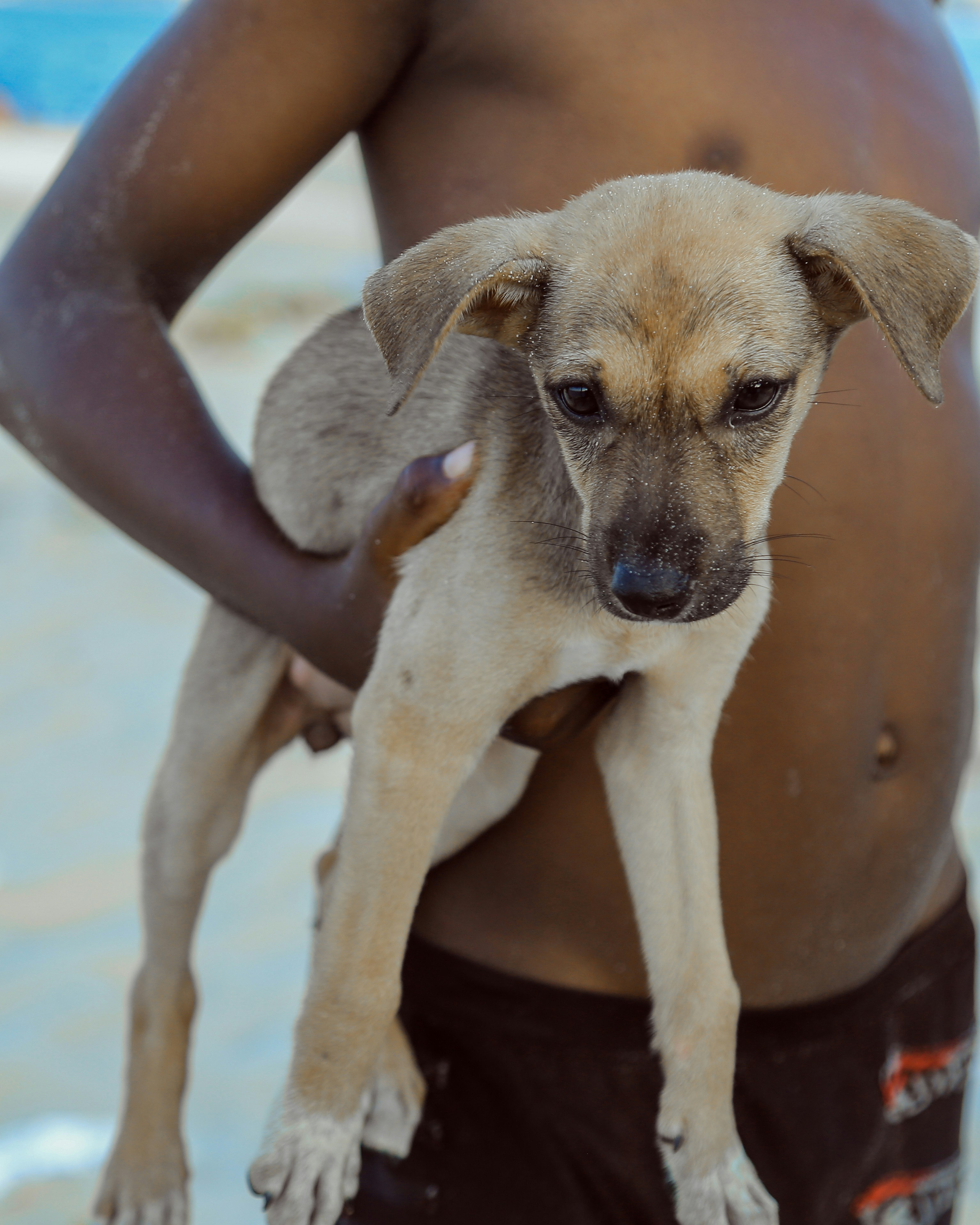 brown short coated dog on persons hand