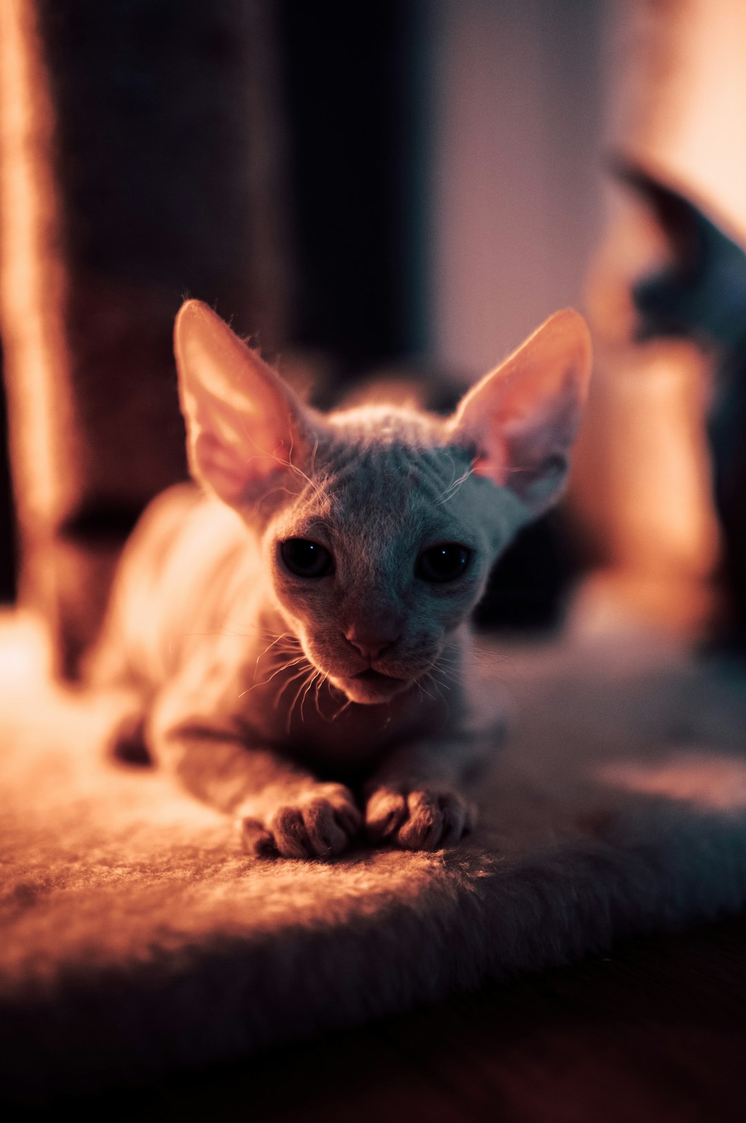 gray cat on brown textile