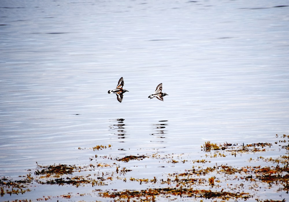 flock of birds flying over the sea during daytime