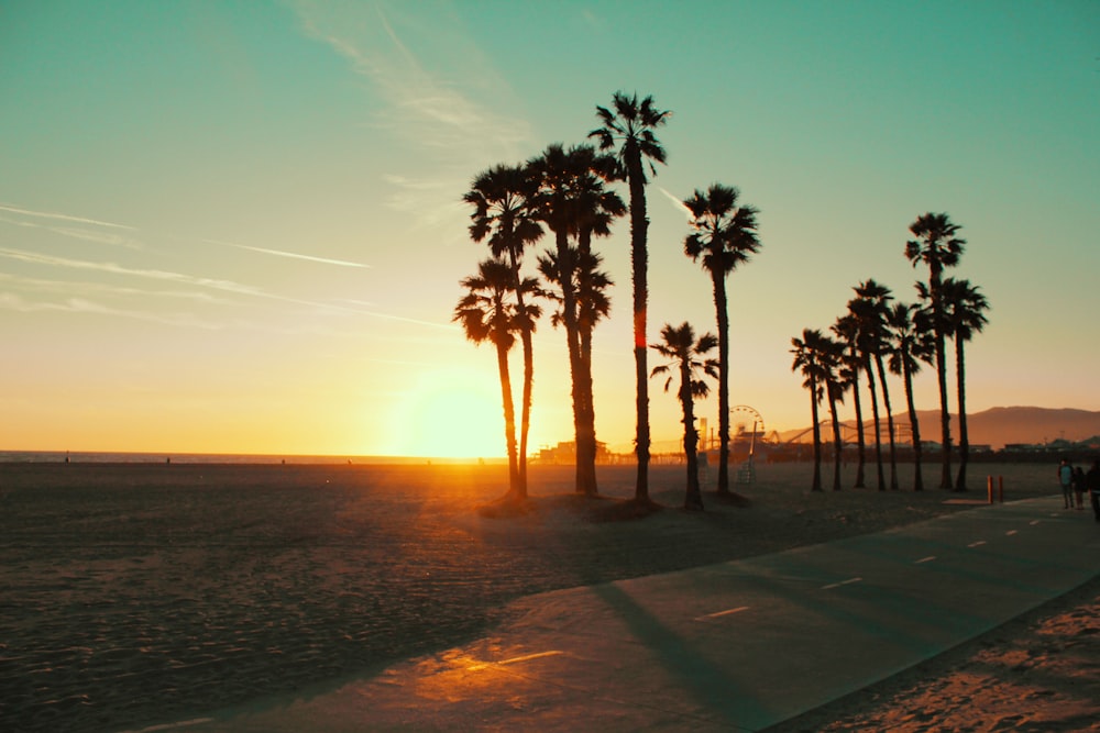 palm trees near sea during sunset