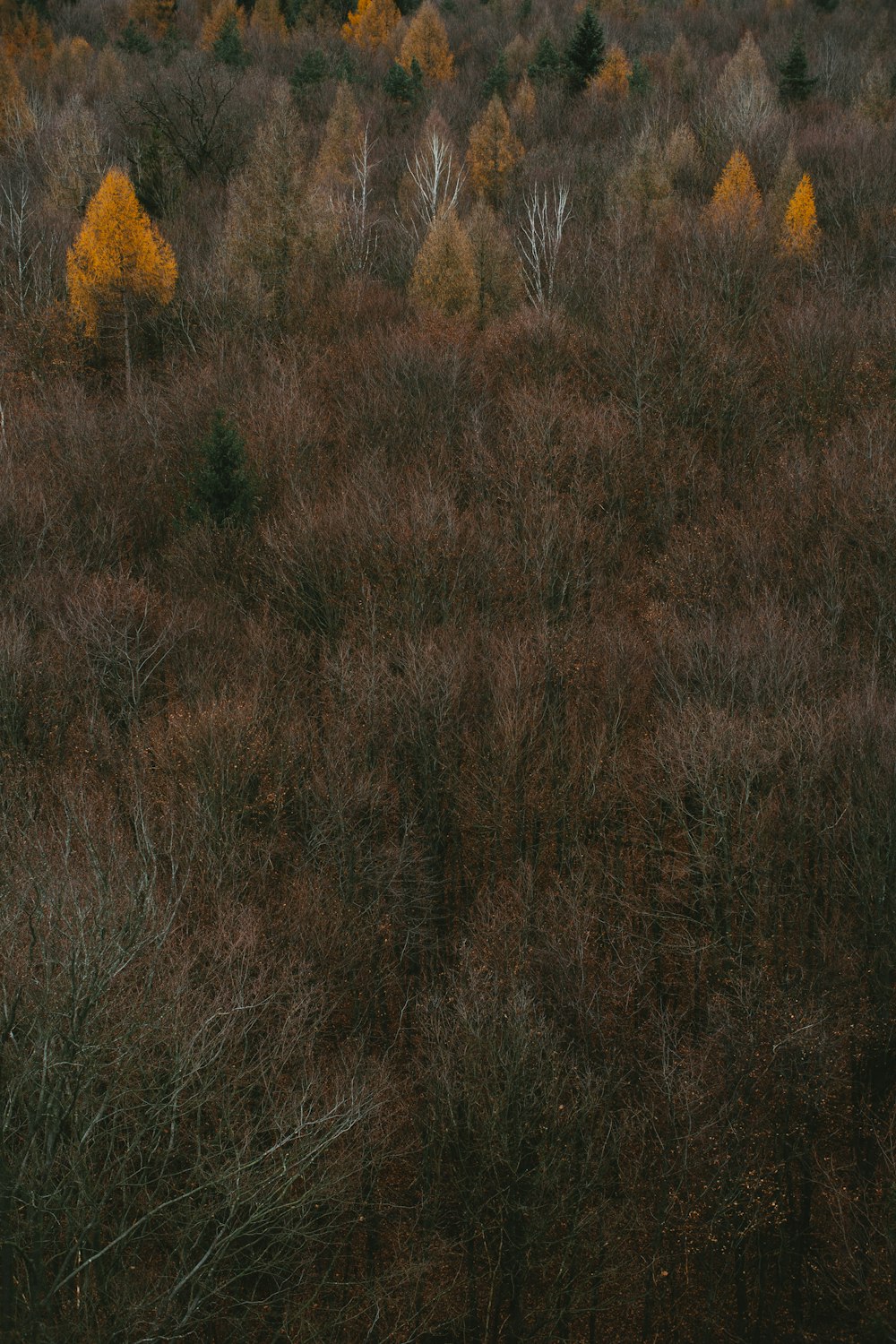 brown grass field during daytime