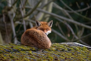 The Sleepy Fox