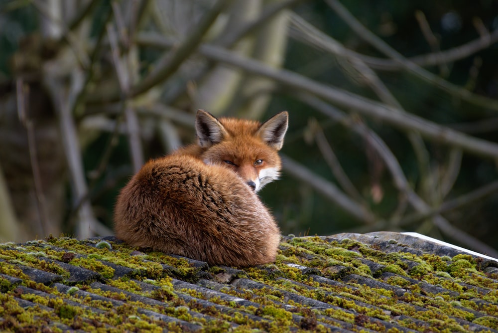 Renard brun sur l’herbe verte pendant la journée