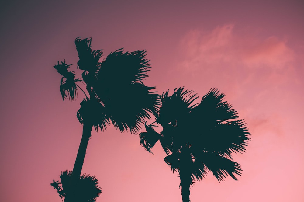 a silhouette of two palm trees against a pink sky