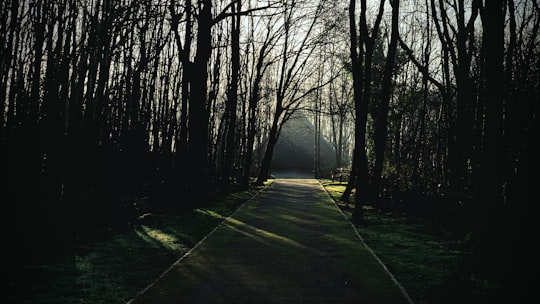 photo of St Fagans Forest near Rest Bay