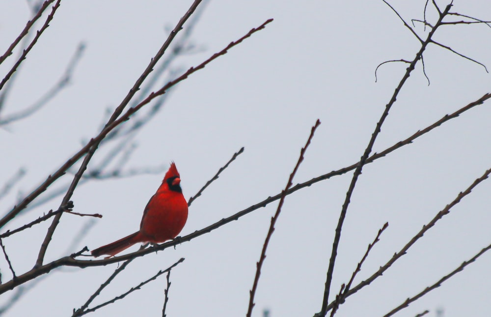Pájaro cardenal rojo posado en la rama de un árbol marrón durante el día