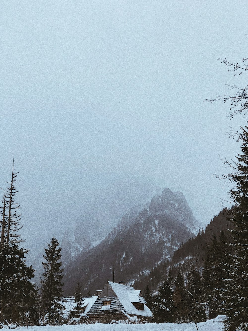 green trees on mountain during daytime