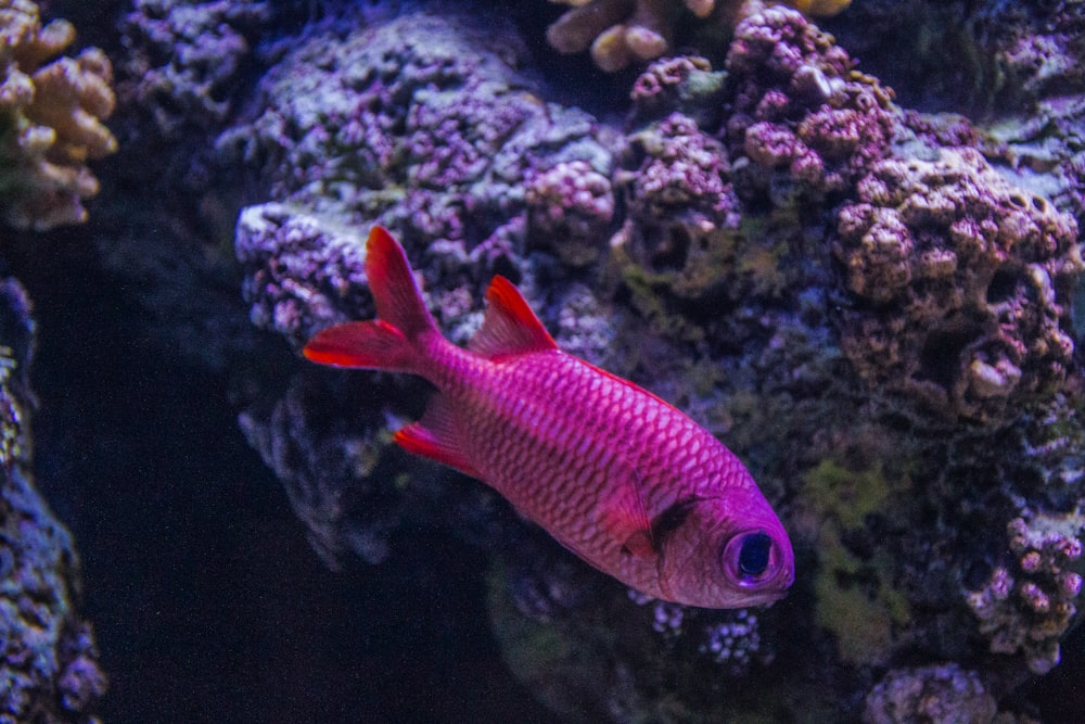 orange and white fish on coral reef