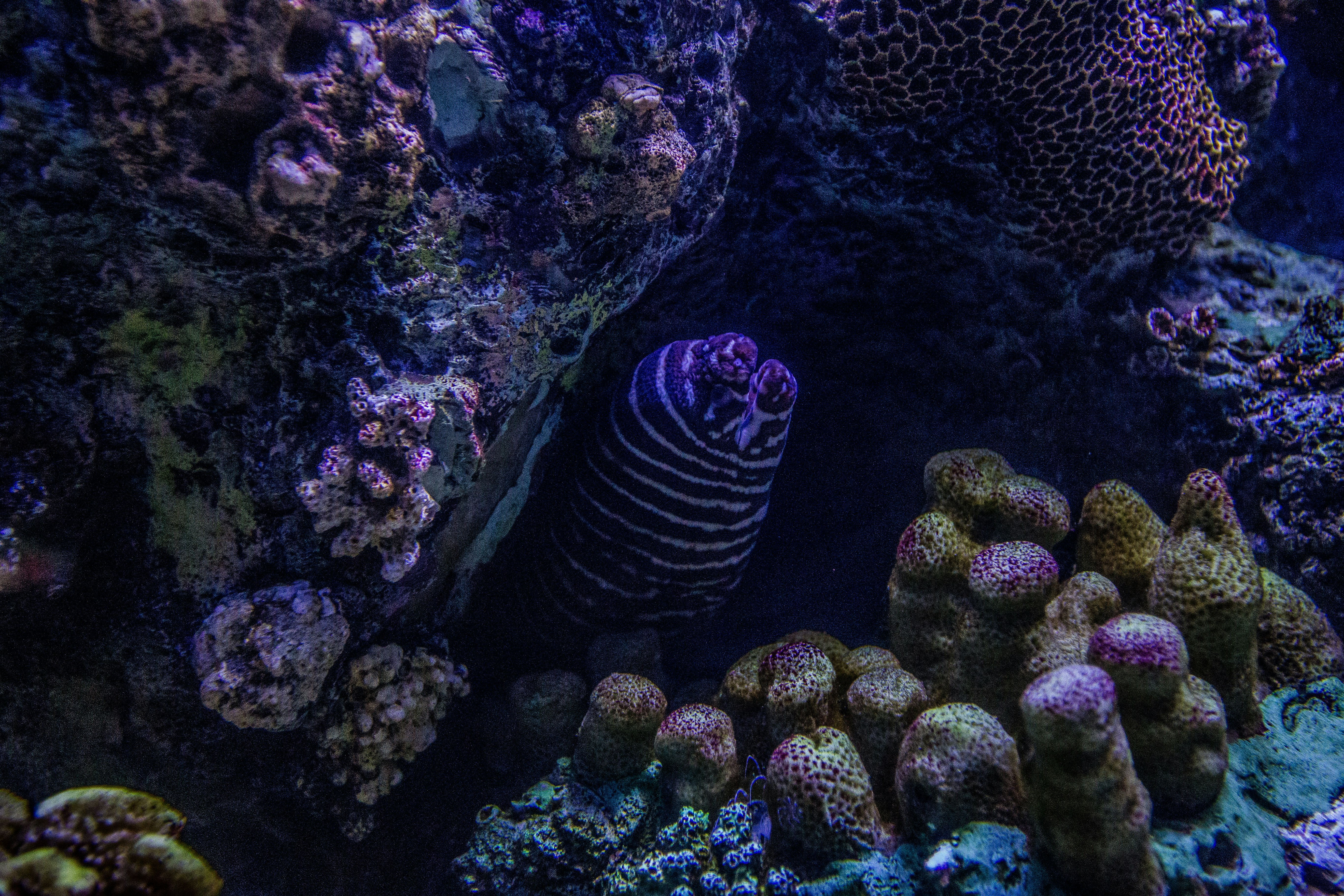 Waikiki Aquarium photo 2