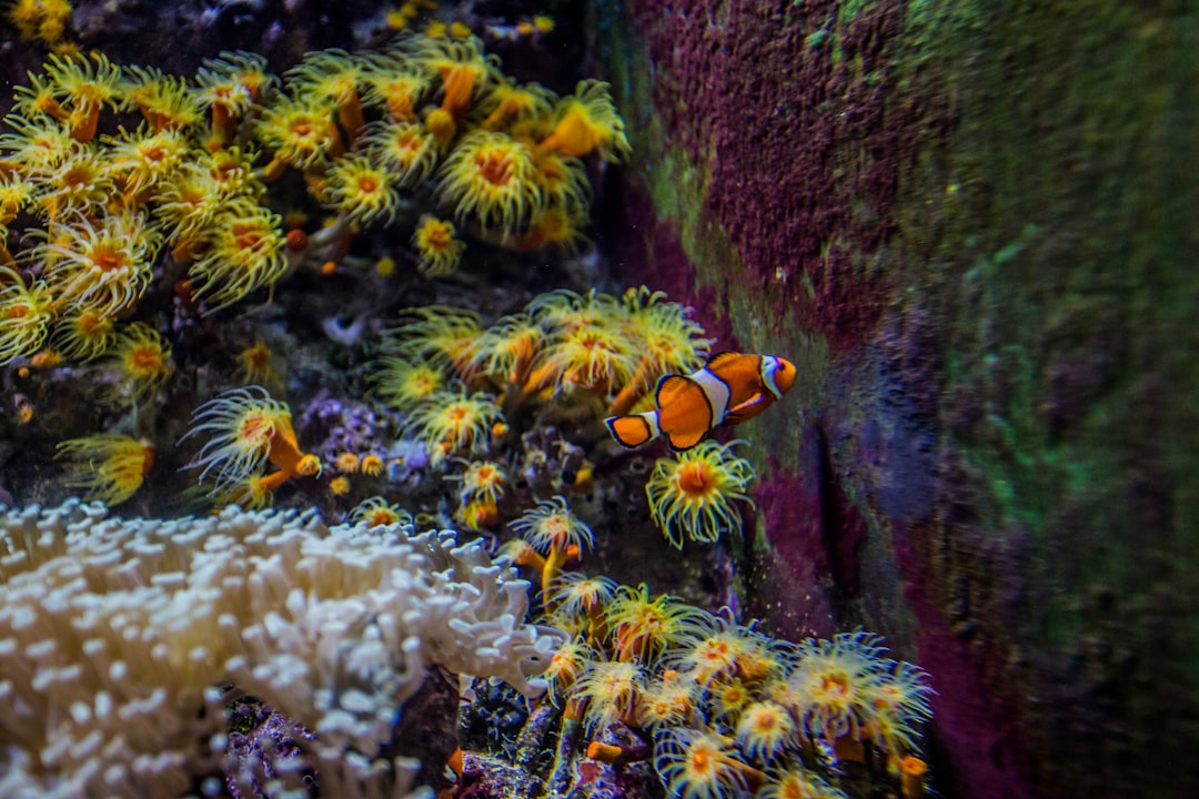 clown fish on white and yellow flowers
