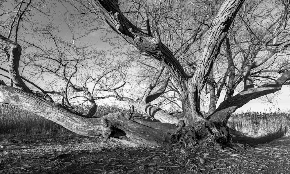 grayscale photo of bare trees