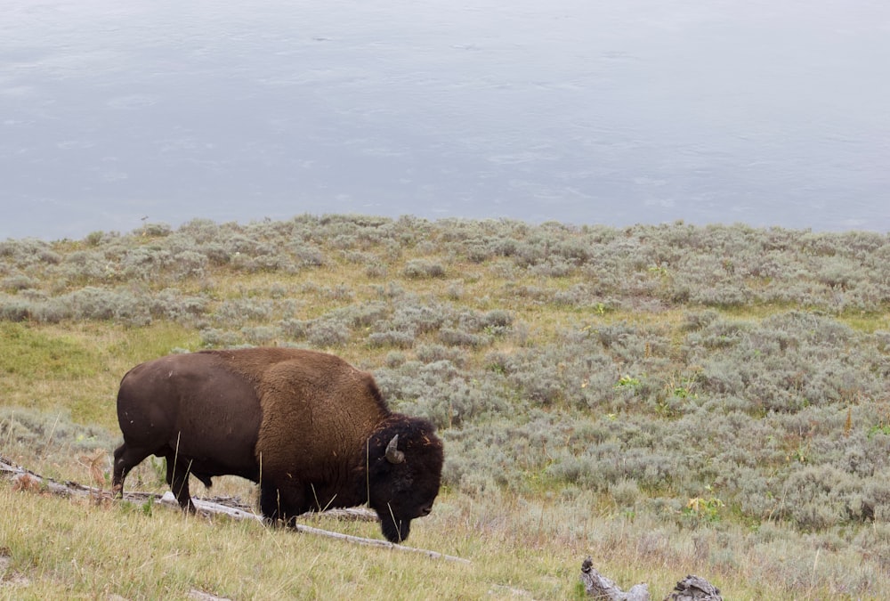 Bisons bruns sur un champ d’herbe verte pendant la journée