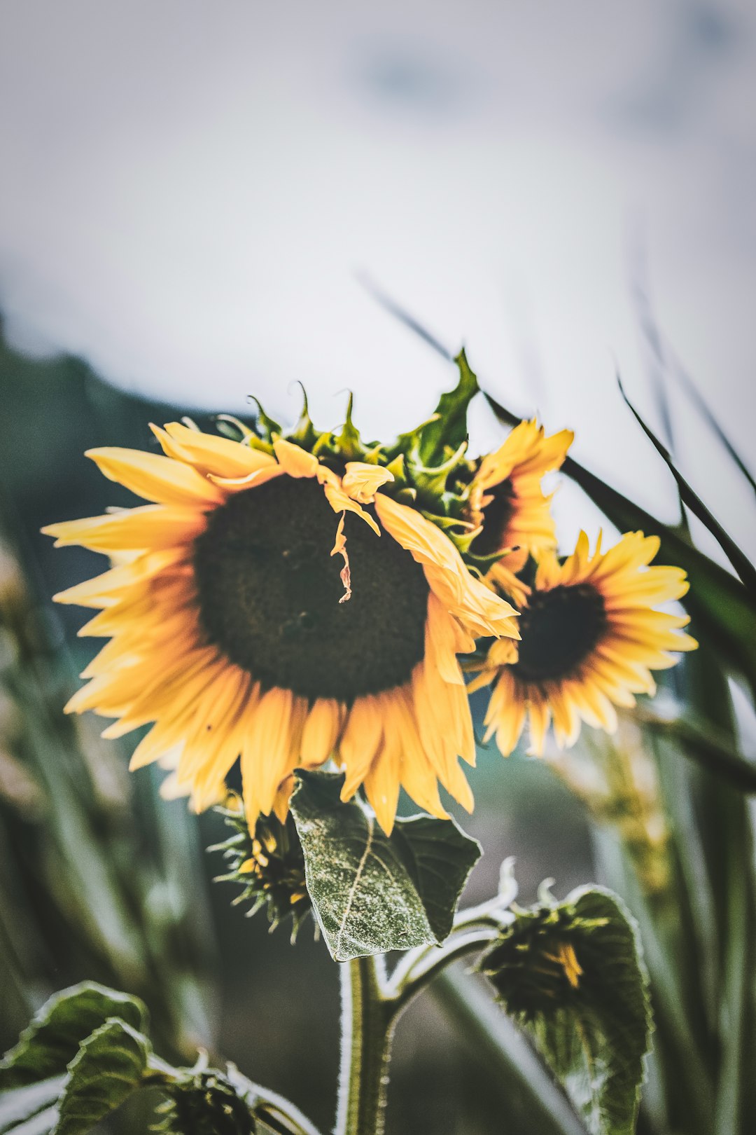 sunflower in tilt shift lens