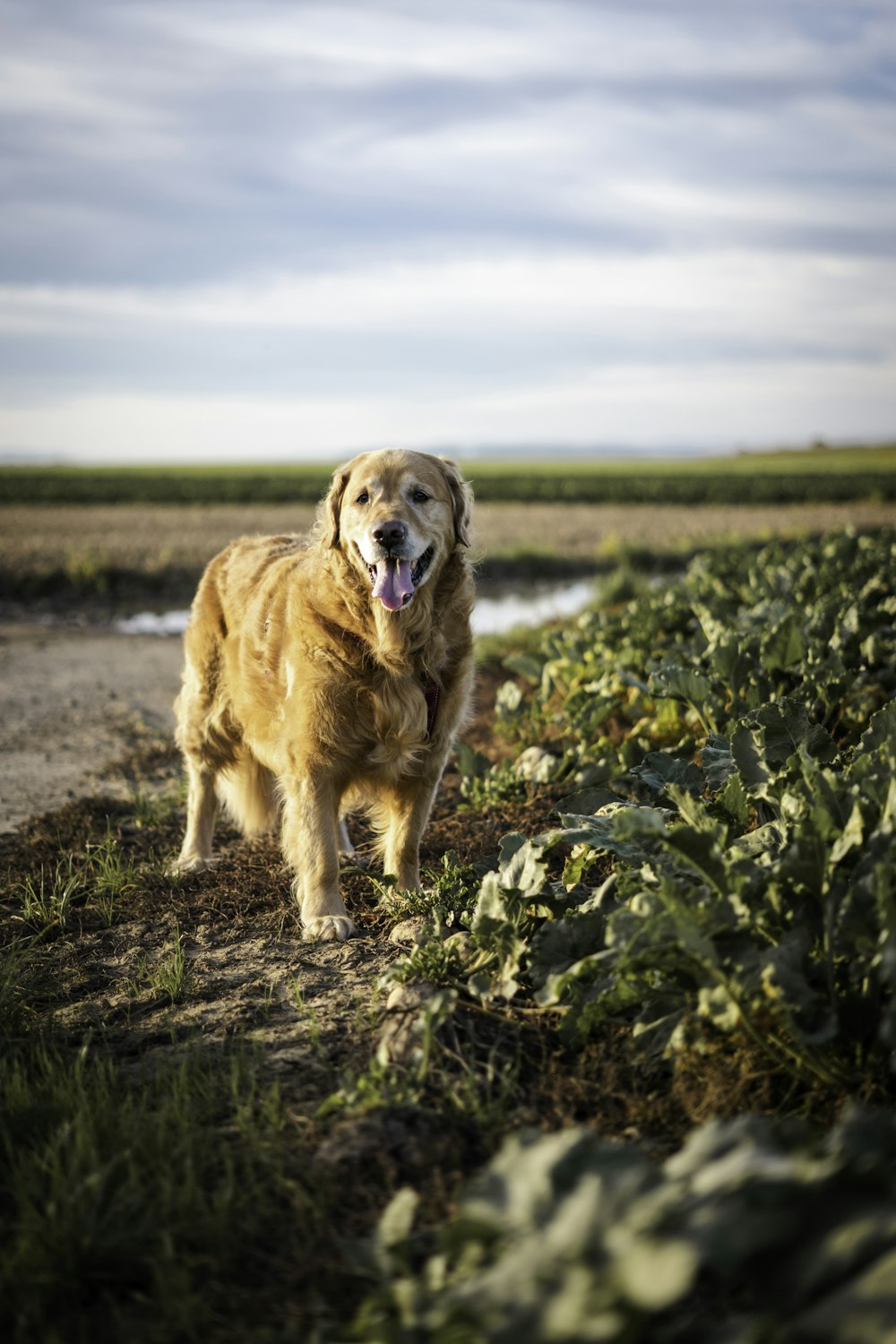 golden retriever on green grass field during daytime