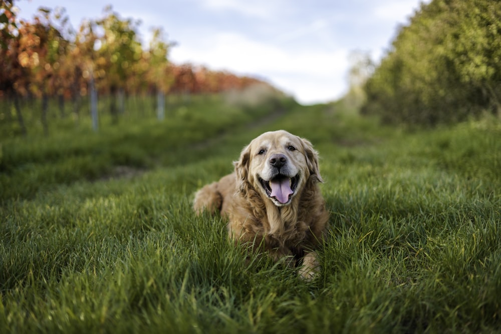 golden retriever puppy sitting on green grass field during daytime