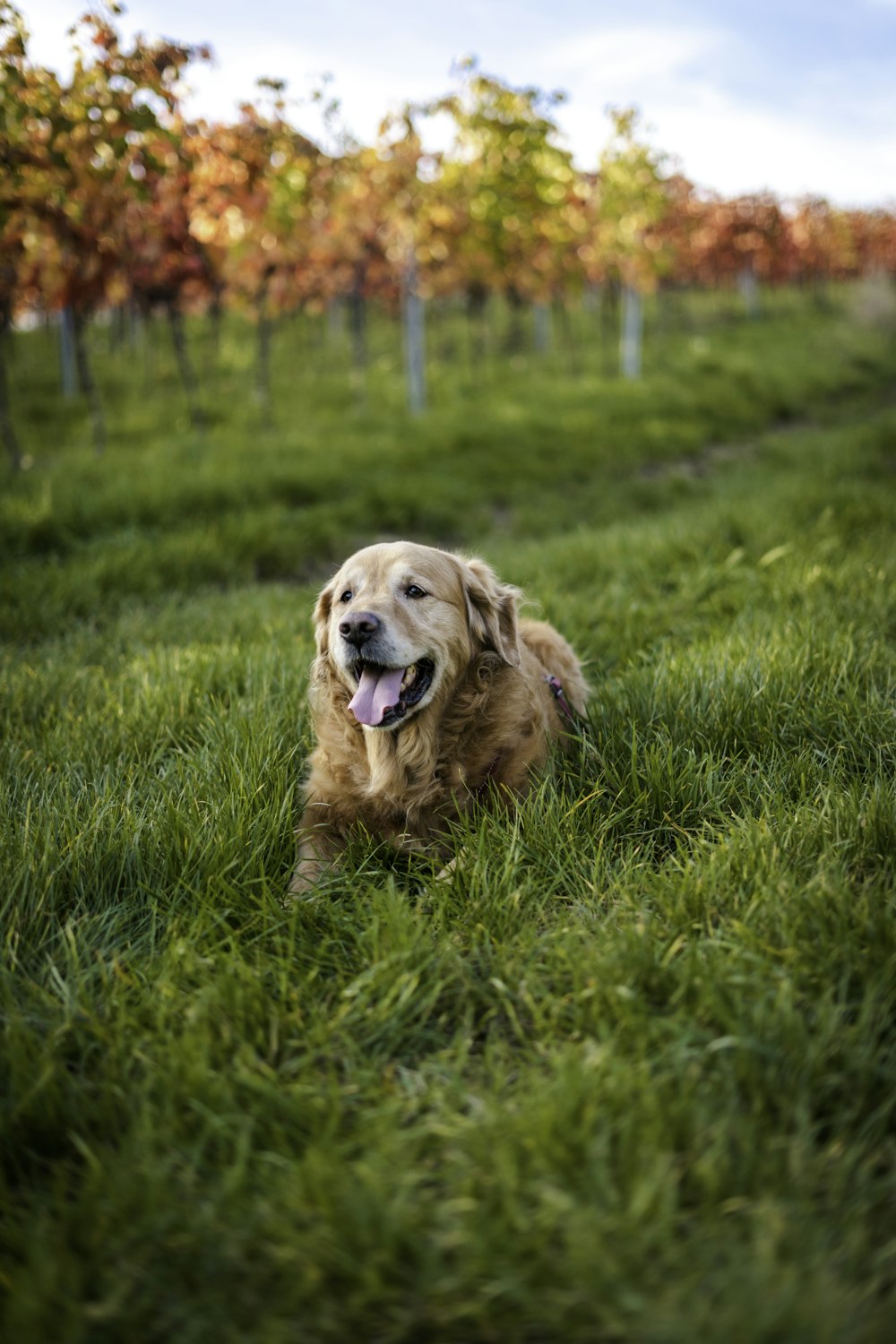 golden retriever puppy sitting on green grass field during daytime