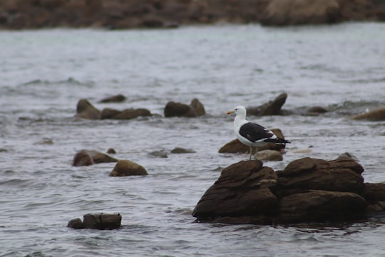 photo of Cape Agulhas Wildlife near L'Agulhas