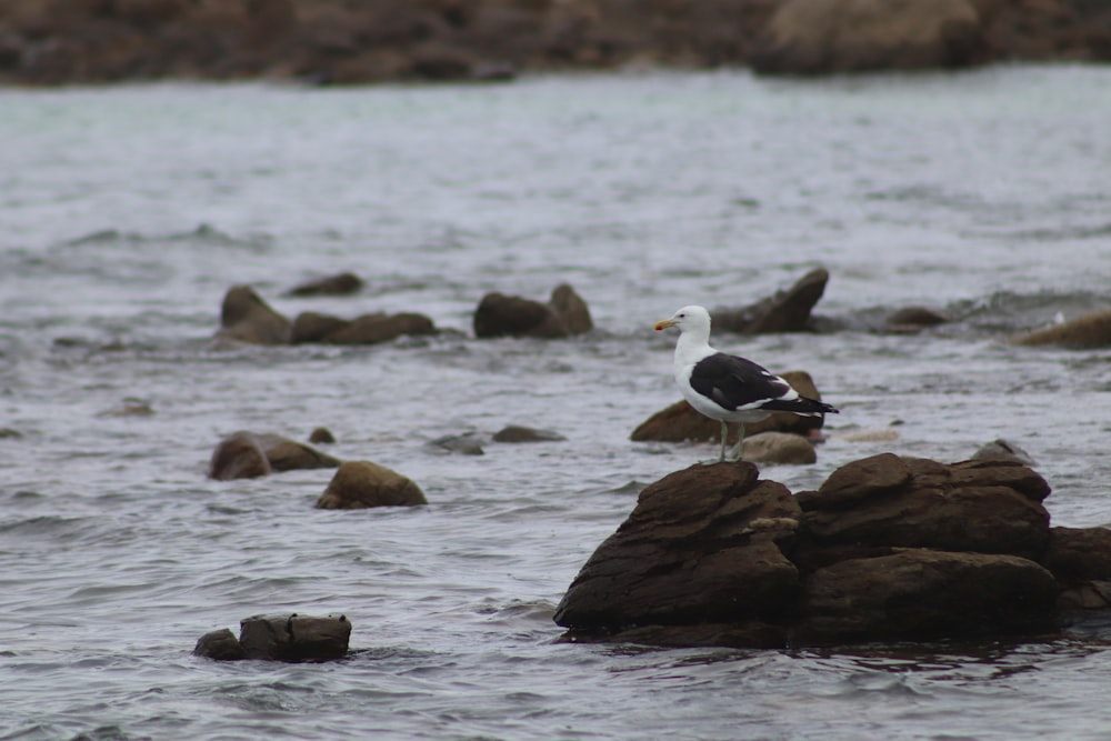 white and black bird on brown rock near body of water during daytime