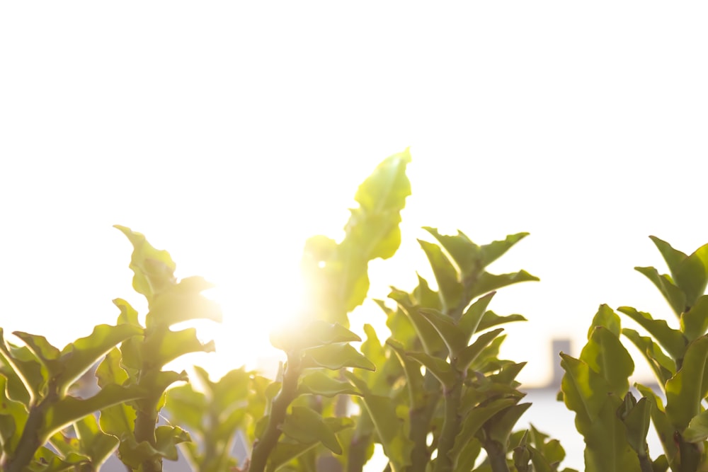 green plant under white sky during daytime