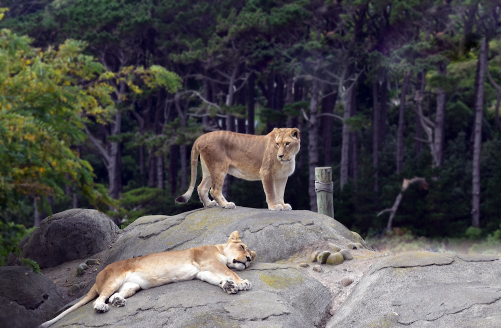 Lionne brune sur roche grise pendant la journée