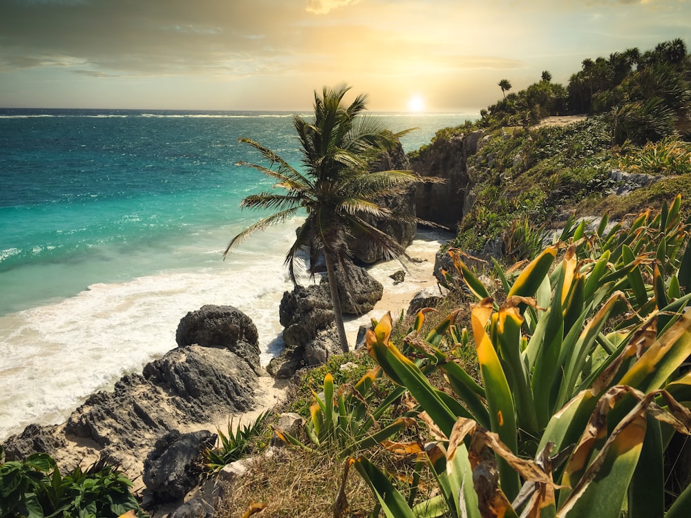 Palmera verde cerca del cuerpo de agua durante el día