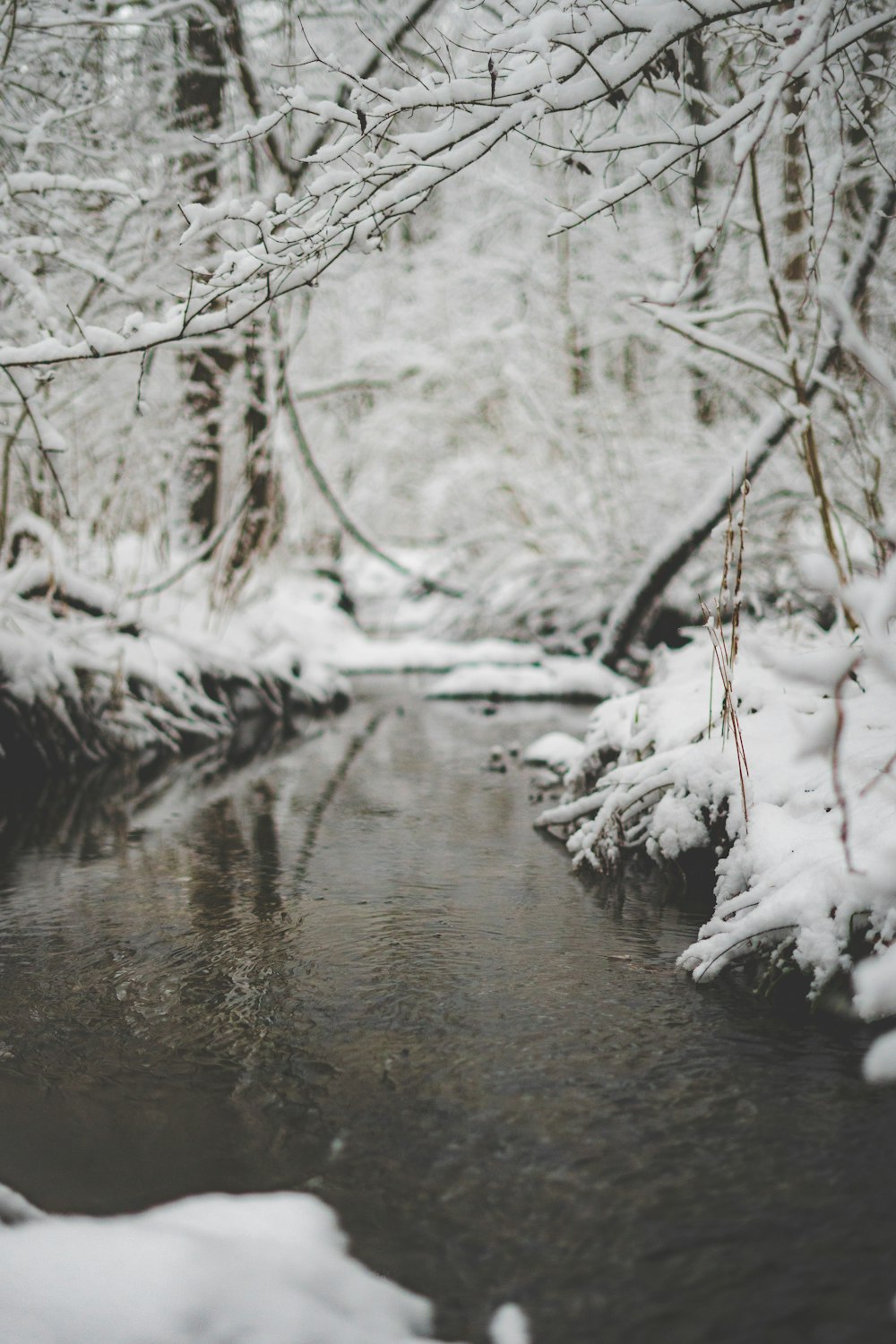 white trees on body of water during daytime