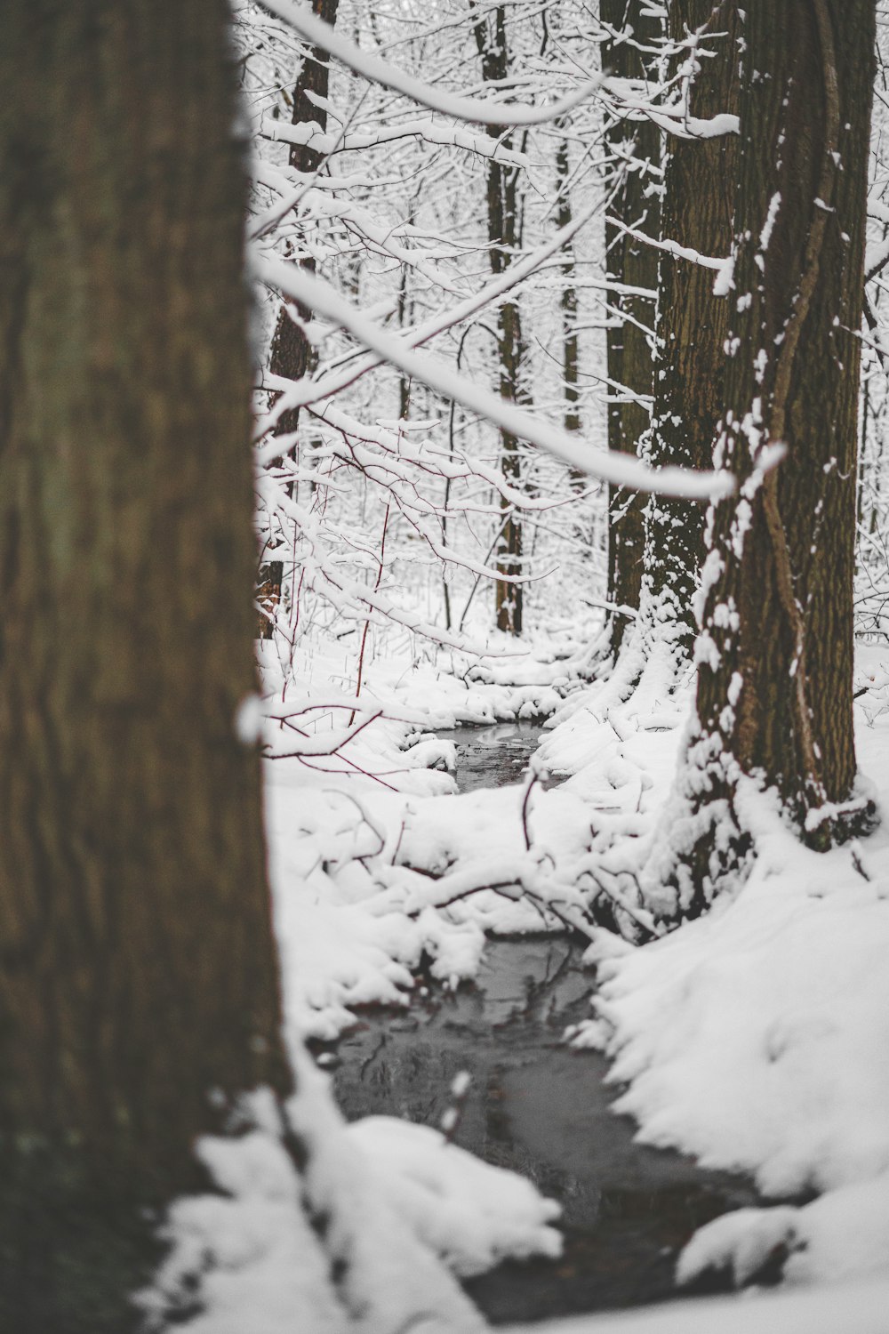 雪に覆われた茶色の木の幹