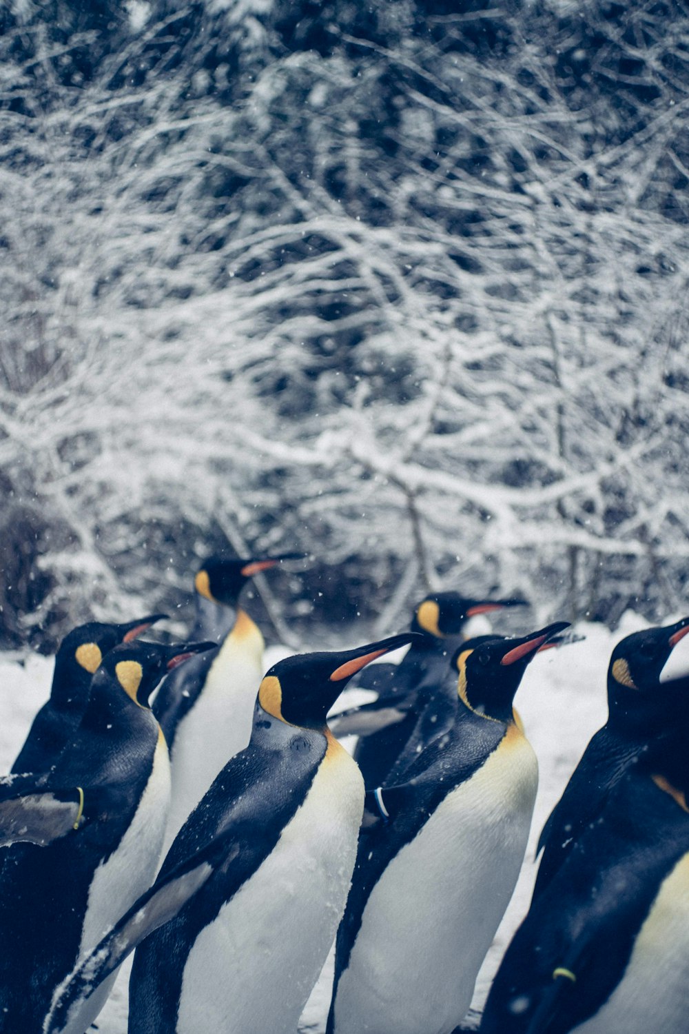 penguins on snow covered ground during daytime