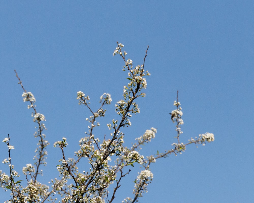 white flowers on brown tree branch during daytime