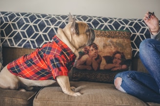A French Bulldog wearing a red and blue plaid shirt sits on a brown couch, attentively looking towards a person with torn jeans holding a small treat. A decorative pillow with a classic cherub design and a geometric-patterned blanket are visible in the background.