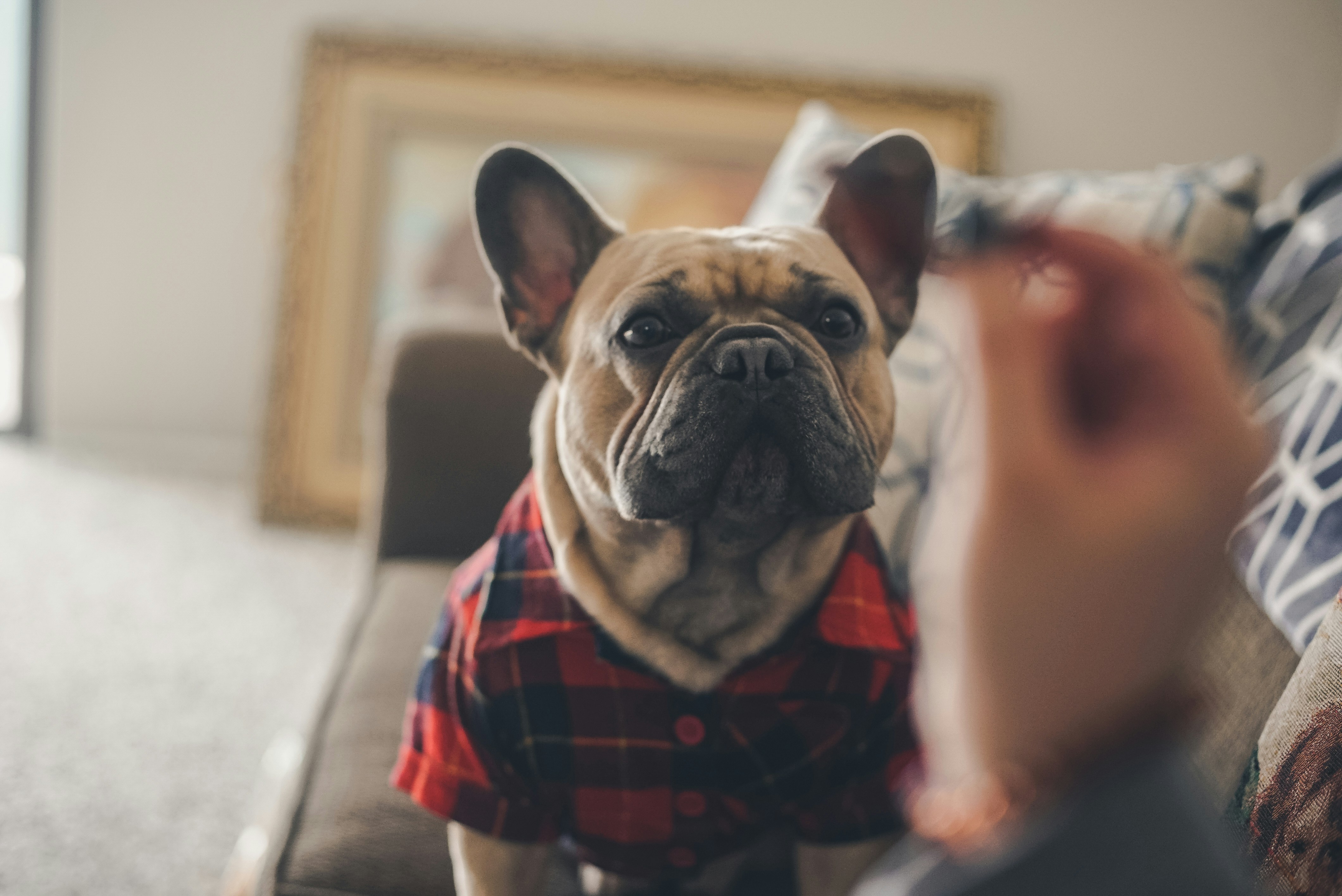 Französische Bulldogge Kleidung Hjumarayan Hundemantel Französische  Bulldogge, Wattierend Jacke Warme Mantel Hund Geschirröffnung, Wintermantel  Gefüttert Für Französische Bulldogge, Mops, Westie (Braun M Hundemantel Mit  Geschirr, image size:3000x2004