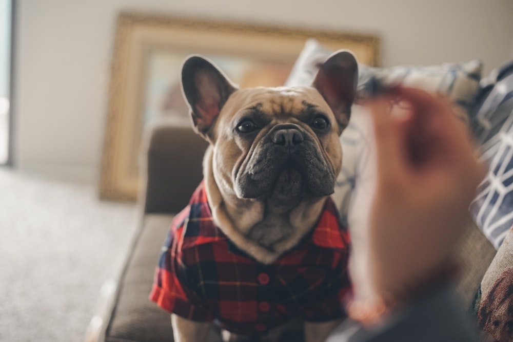 brown and white french bulldog wearing red and black checkered scarf