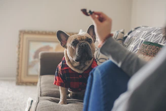 A happy family meeting their new French Bulldog puppy for the first time in a warm, inviting home environment.