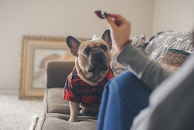 A French bulldog wearing a red and black checkered shirt sits attentively on a couch. The figure of a person sitting next to the dog is partially visible, with their hand extended, holding a small dark object that the dog appears to be focused on. The setting includes a decorative picture frame and comfortable furnishings, indicating a cozy living room environment.