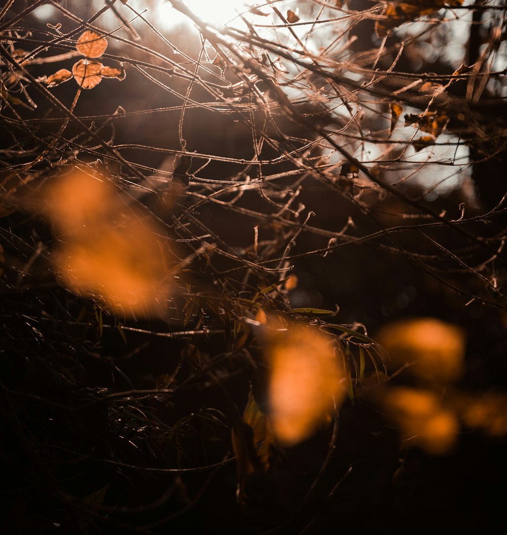 white and brown tree branches