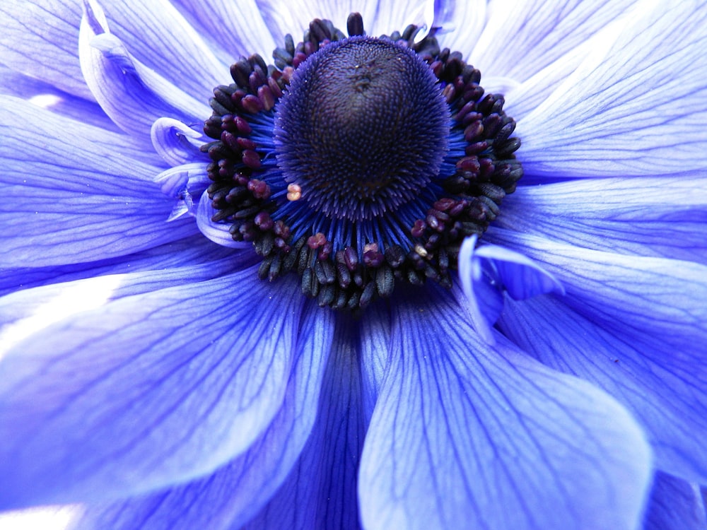 purple flower in macro shot