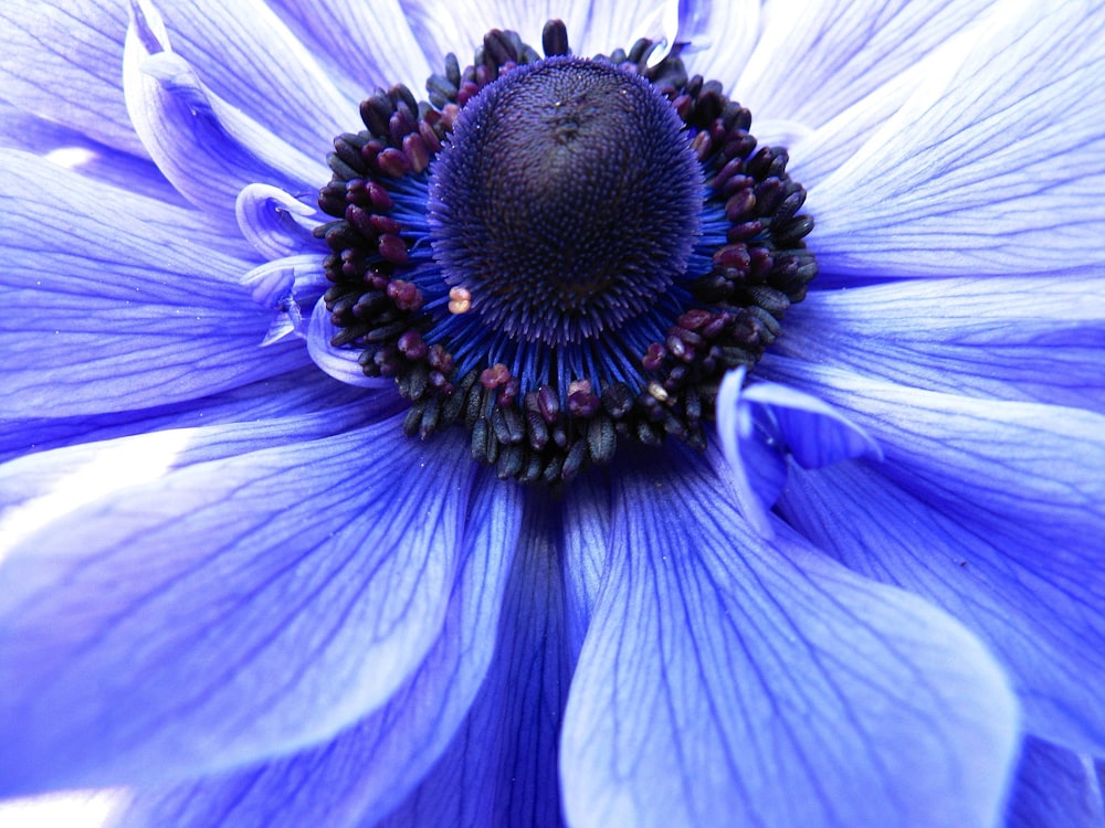 fleur violette dans la photo macro
