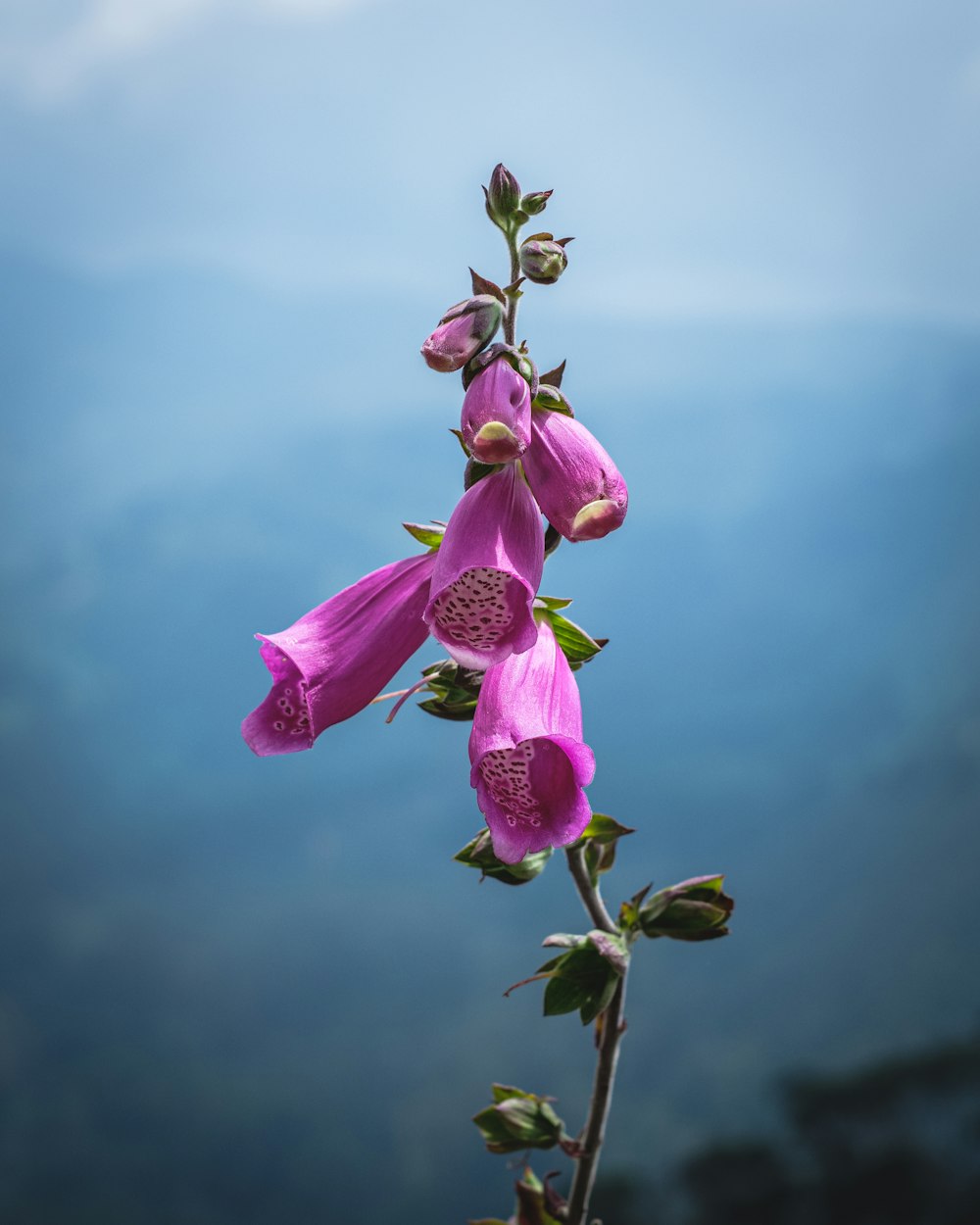 purple flower in tilt shift lens