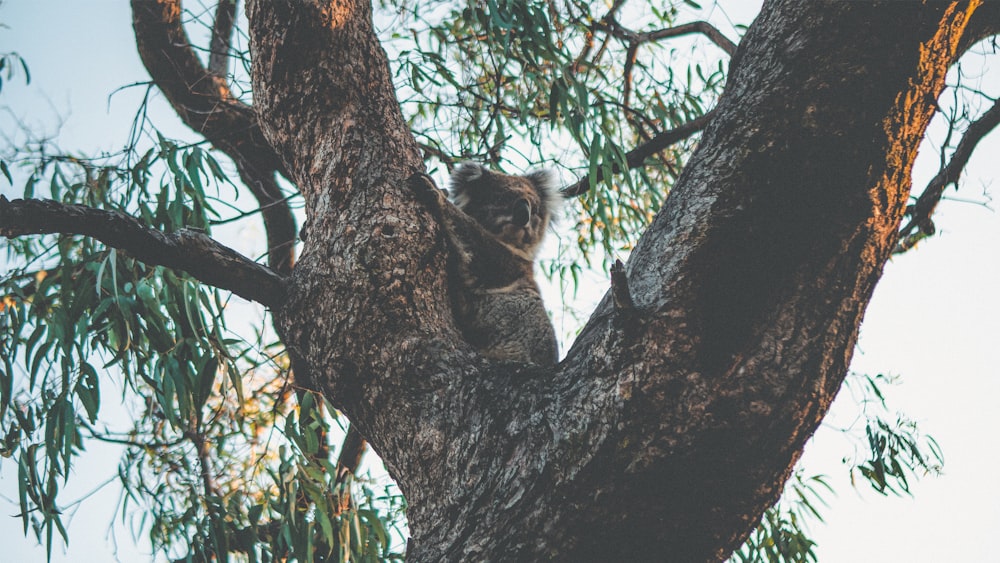 Oso koala en árbol marrón