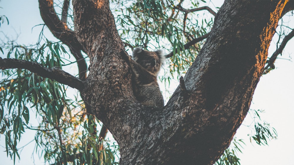 koala bear on brown tree