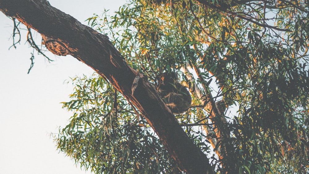 pájaro blanco y negro en la rama de un árbol marrón durante el día