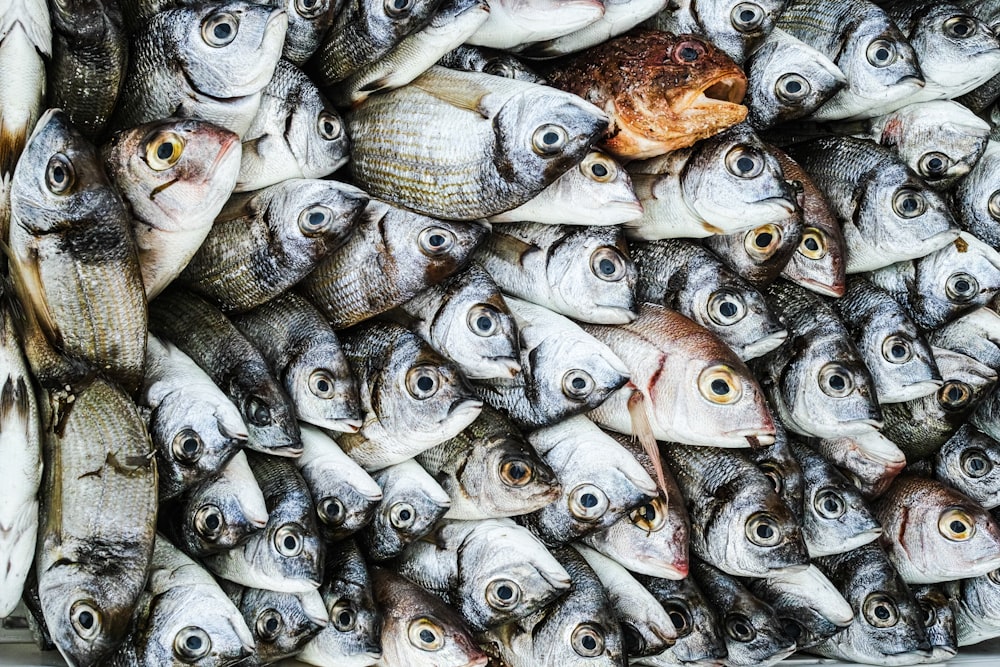 gray and brown fish on white surface