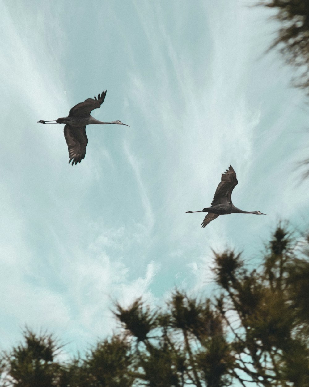 two birds flying under white clouds during daytime