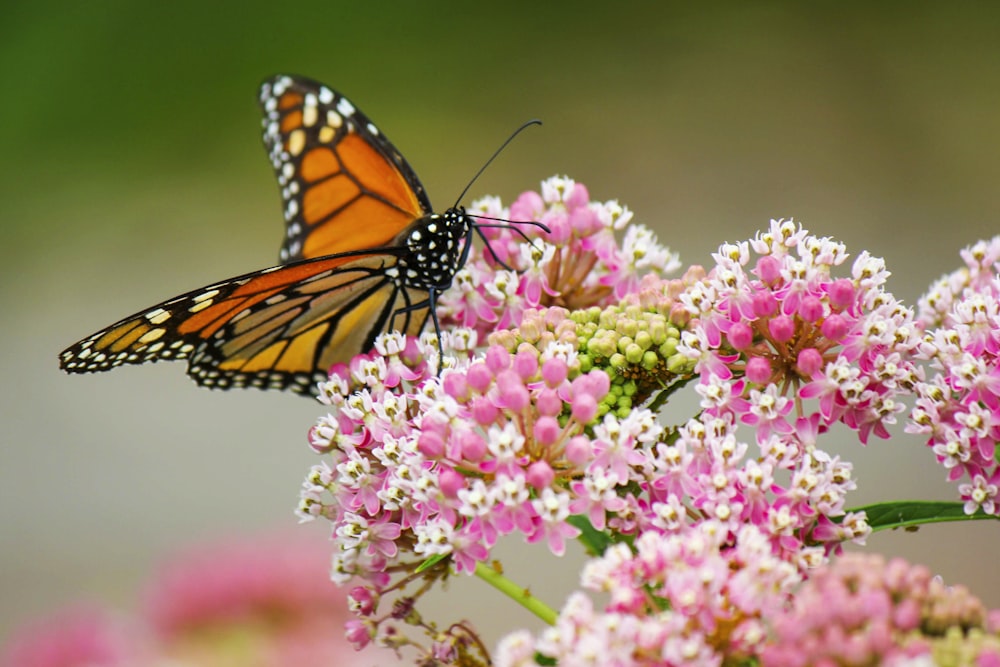 monarch butterfly perched on pink flower in close up photography during daytime