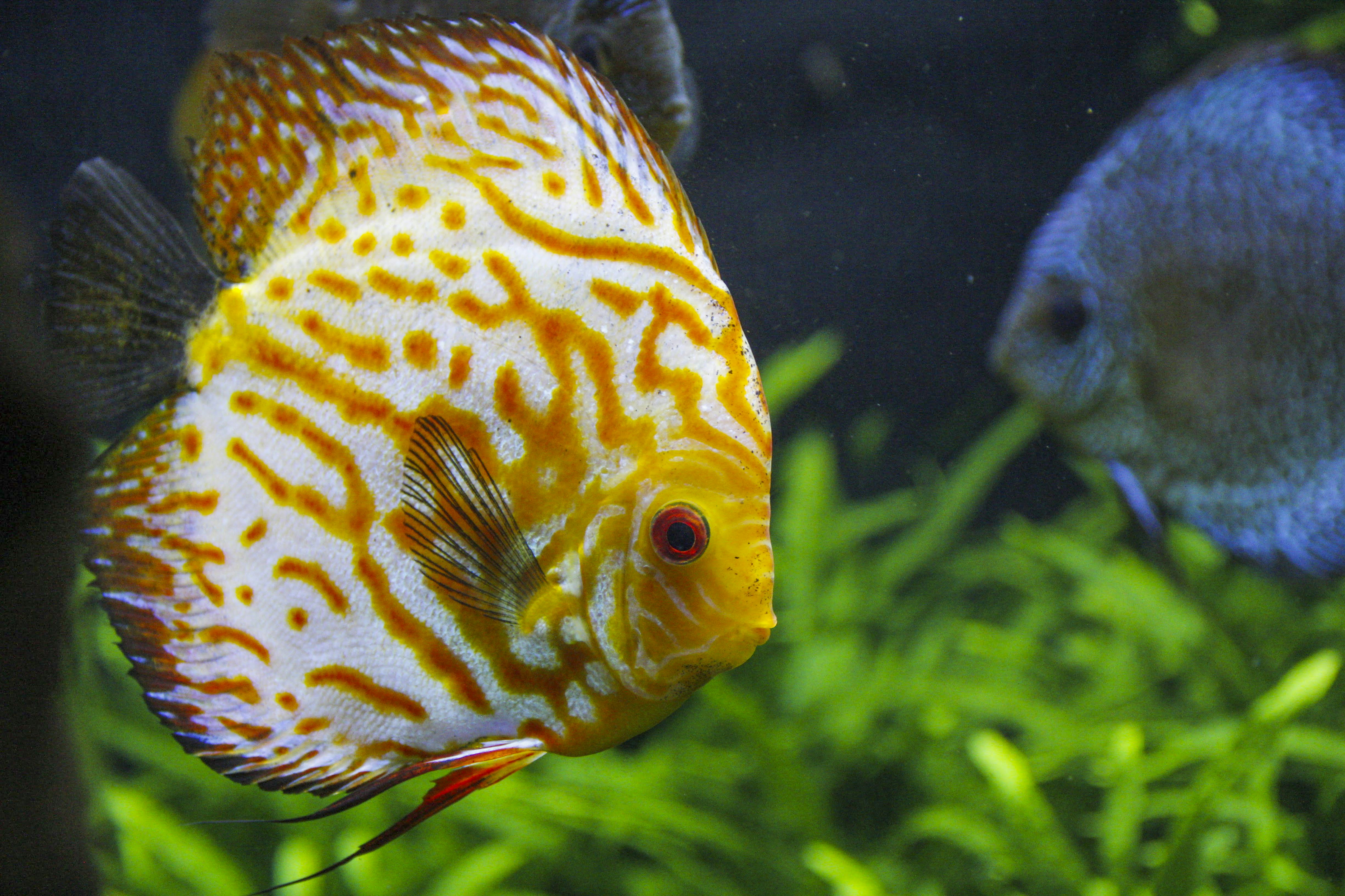 yellow and white fish in fish tank sea life zoom background